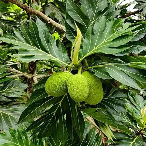 Bread_Fruit_Plants_Tree_1_5_3_Feet_Size