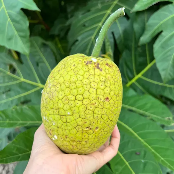 Bread_Fruit_Plants_Tree_1_5_3_Feet_Size