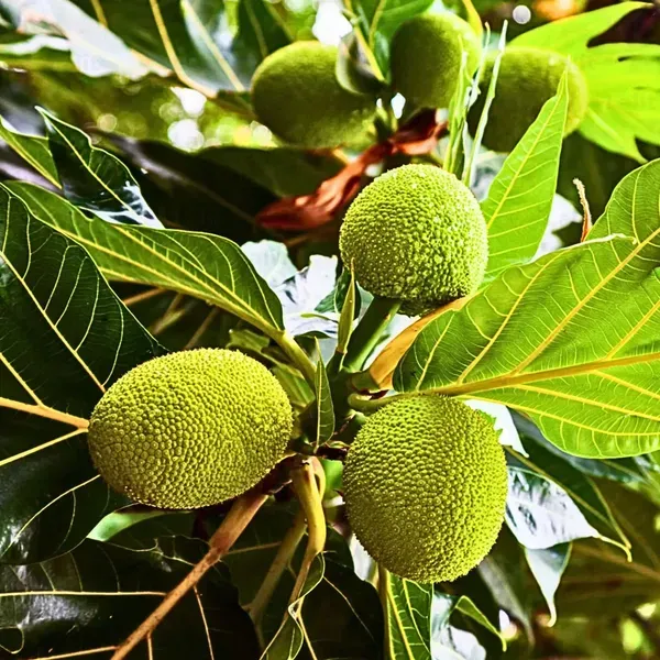 Bread_Fruit_Plants_Tree_1_5_3_Feet_Size