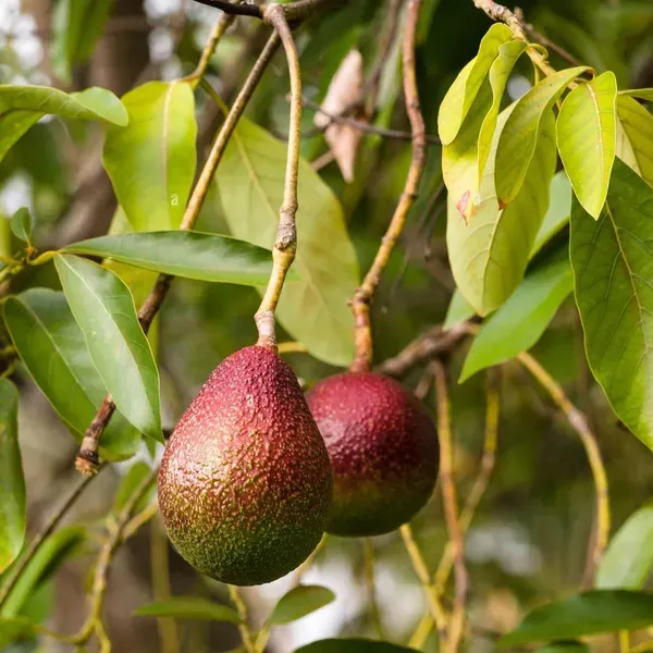 Miami_Red_Avocado_Butter_Fruit_Grafted_Plants_Tree_1_5_3_Feet_Size
