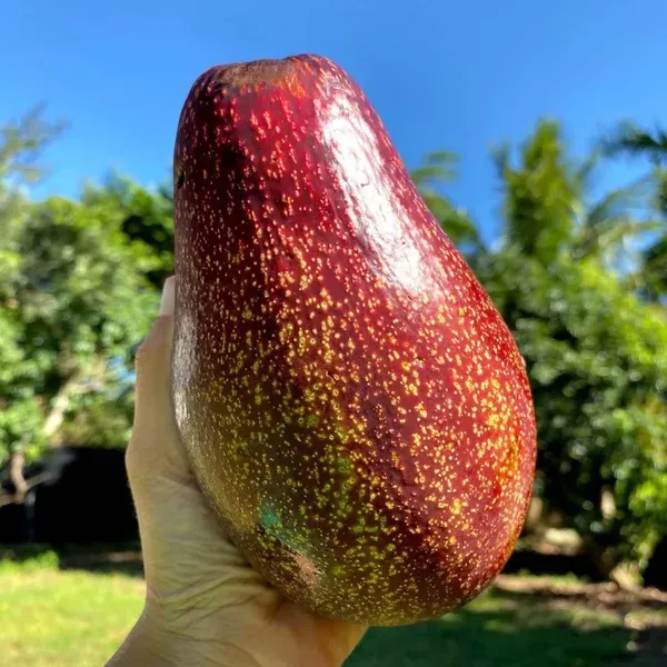 Miami_Red_Avocado_Butter_Fruit_Grafted_Plants_Tree_1_5_3_Feet_Size