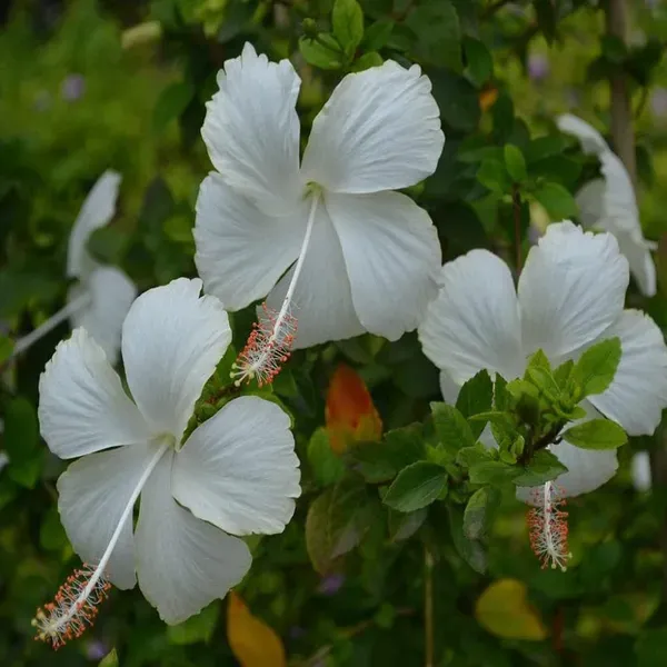 White_Colour_Hibiscus_Joba_Gudhal_Flower_Plants_Tree_1_2_Feet_Size