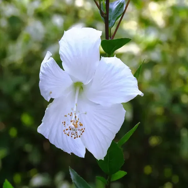 White_Colour_Hibiscus_Joba_Gudhal_Flower_Plants_Tree_1_2_Feet_Size
