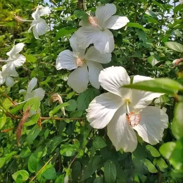 White_Colour_Hibiscus_Joba_Gudhal_Flower_Plants_Tree_1_2_Feet_Size