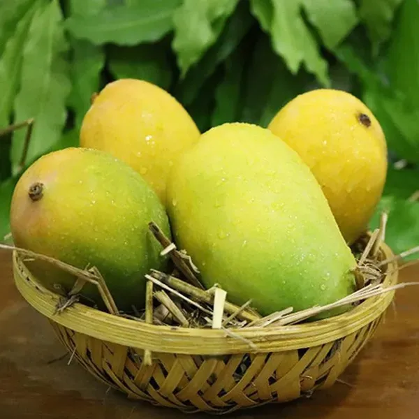 Kothapalli_Kobbari_Mango_Grafted_Aam_Fruit_Plants_Tree_1_5_3_Feet_Size