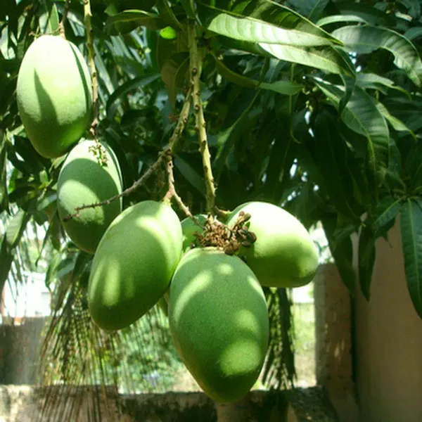 Kothapalli_Kobbari_Mango_Grafted_Aam_Fruit_Plants_Tree_1_5_3_Feet_Size