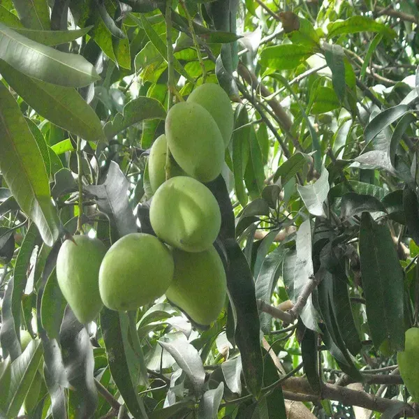 Kothapalli_Kobbari_Mango_Grafted_Aam_Fruit_Plants_Tree_1_5_3_Feet_Size