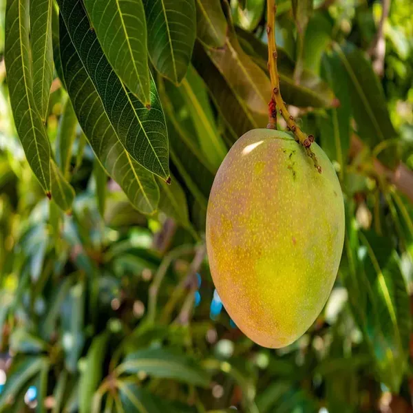 Kothapalli_Kobbari_Mango_Grafted_Aam_Fruit_Plants_Tree_1_5_3_Feet_Size