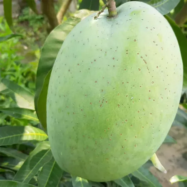 4kg_Mango_Grafted_Aam_Fruit_Plants_Tree_1_5_3_Feet_Size