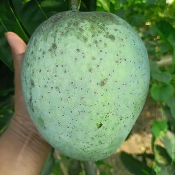 4kg_Mango_Grafted_Aam_Fruit_Plants_Tree_1_5_3_Feet_Size
