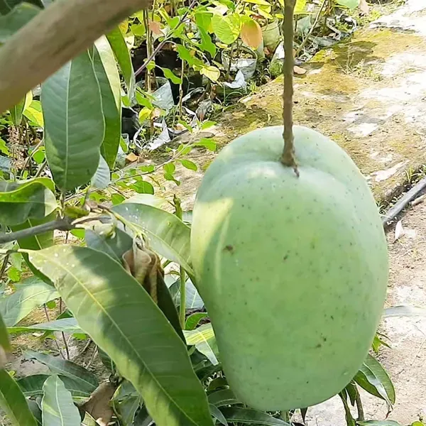 4kg_Mango_Grafted_Aam_Fruit_Plants_Tree_1_5_3_Feet_Size