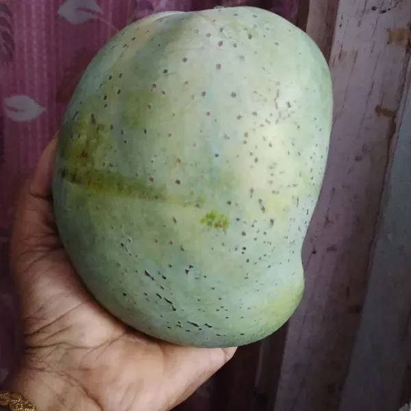 4kg_Mango_Grafted_Aam_Fruit_Plants_Tree_1_5_3_Feet_Size