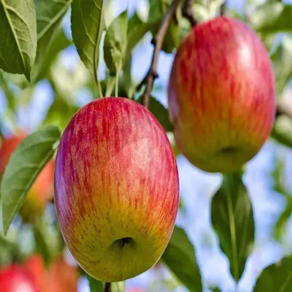 Early_Fuji_Low_Chill_Apple_Grafted_Seb_Fruit_Plants_Tree_1_5_3_Feet_Size