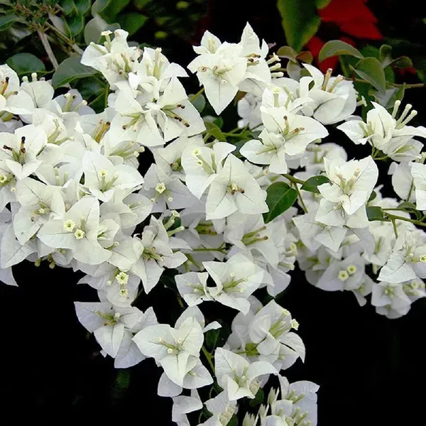 White_Colour_Bougainvillea_Kagoj_Ful_Shrubs_Flower_Plants_Tree_1_2_Feet_S