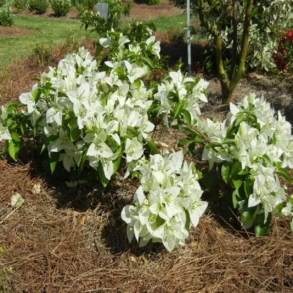 White_Colour_Bougainvillea_Kagoj_Ful_Shrubs_Flower_Plants_Tree_1_2_Feet_S