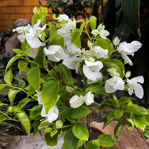 White_Colour_Bougainvillea_Kagoj_Ful_Shrubs_Flower_Plants_Tree_1_2_Feet_S