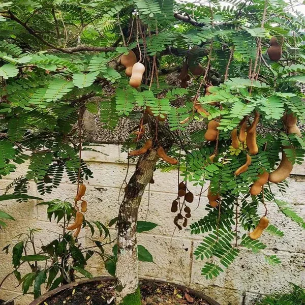 Sour_Vantoor_Tamarind_Imli_Fruit_Grafted_Plants_Tree_1_5_3_Feet_Size
