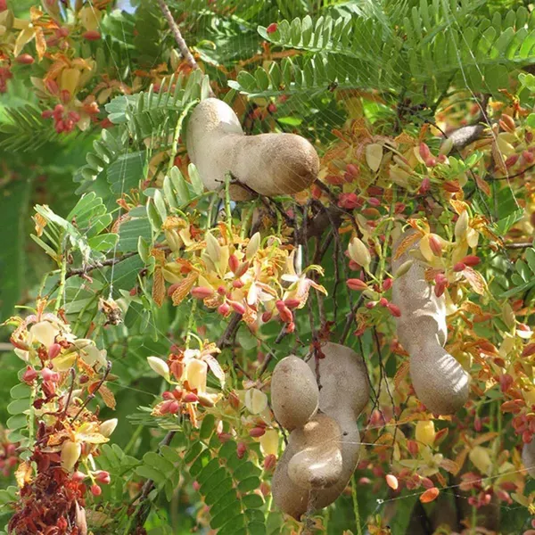 Sour_Vantoor_Tamarind_Imli_Fruit_Grafted_Plants_Tree_1_5_3_Feet_Size