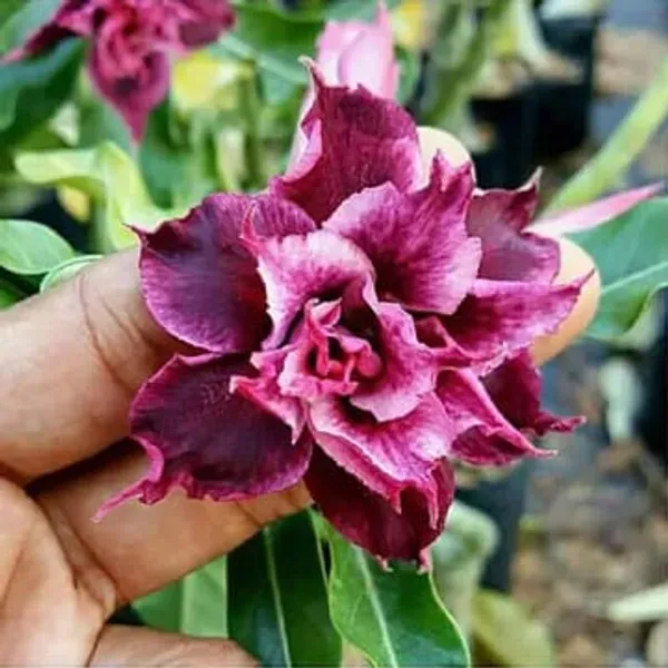 Hybrid_Rosey_Verity_Adenium_Grafted_Flowers_Plant