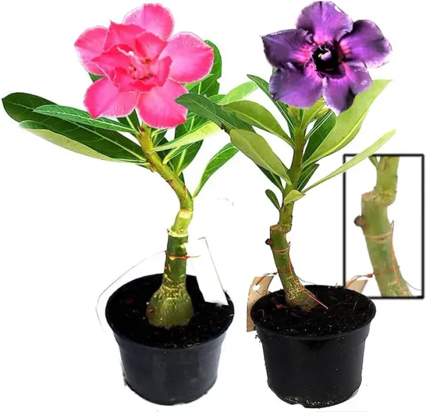 Adenium_Grafted_Flowers_Plant_Pack_Of_2