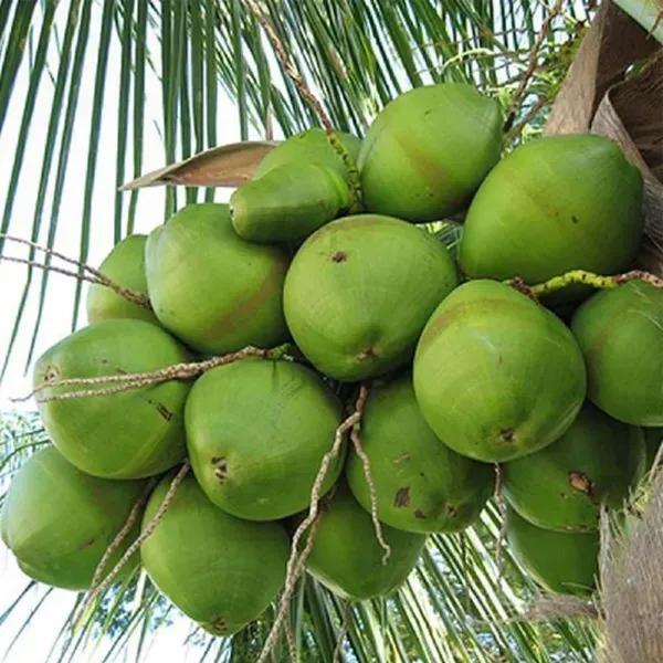 Coconut_Tall_Fruit_Plants_Tree_2_4_Feet_Size