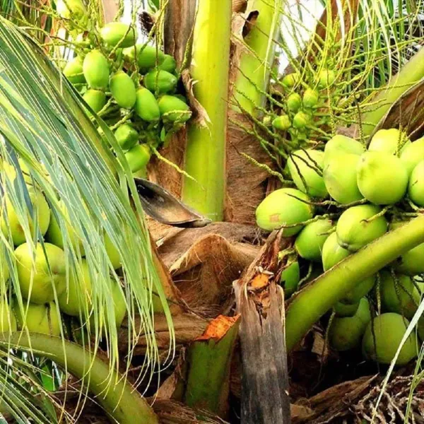 Coconut_Tall_Fruit_Plants_Tree_2_4_Feet_Size