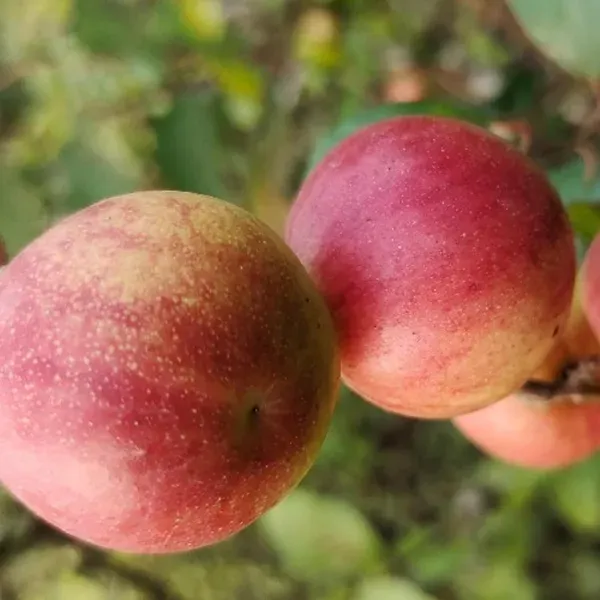Ball_Sundari_Apple_Ber_Jujube_Kul_Grafted_Fruit_Plants_Tree_1_2_Feet_Size