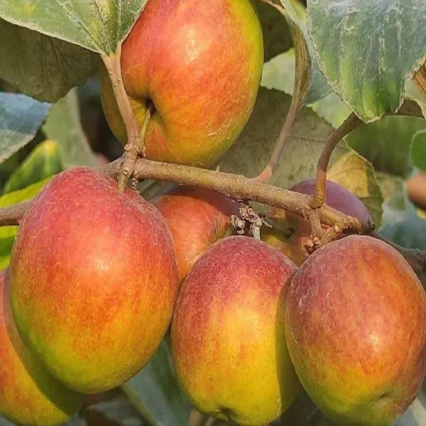 Ball_Sundari_Apple_Ber_Jujube_Kul_Grafted_Fruit_Plants_Tree_1_2_Feet_Size