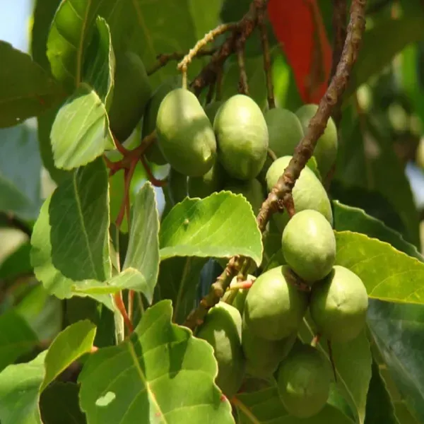 Sour_Indian_Ojalpai_Fruit_Air_Layering_Grafted_Plants_Tree_1_5_3_Feet_S