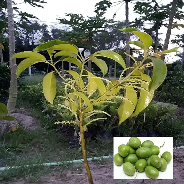 Sour_Indian_Ojalpai_Fruit_Air_Layering_Grafted_Plants_Tree_1_5_3_Feet_S