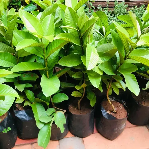 Guava_Pink_Lalit_Lalitha_Amrood_Variety_Fruit_Air_Layering_Grafted_Plants