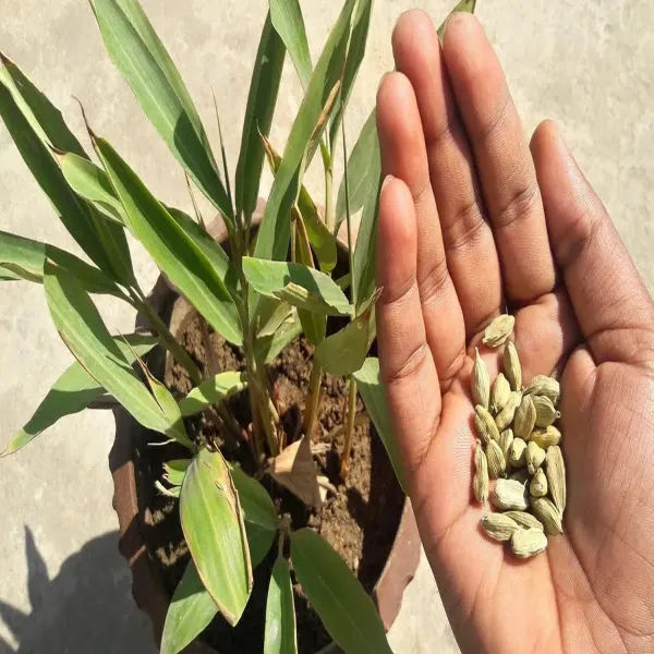 Elaichi_Cardamom_Spice_Plants_Tree_1_2_Feet_Size