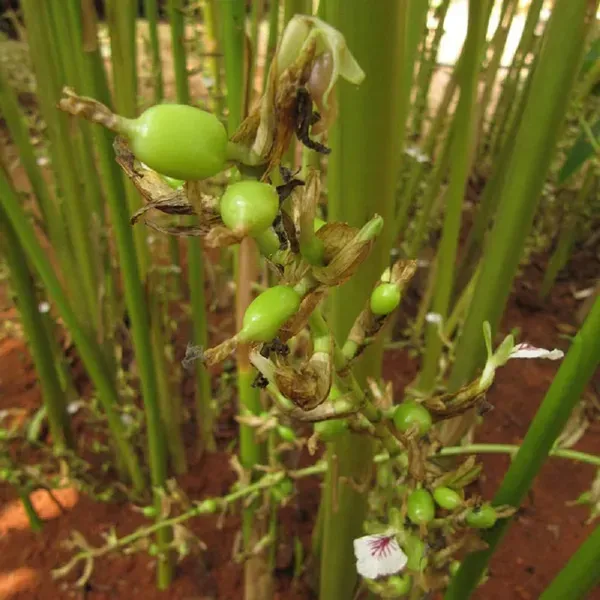 Elaichi_Cardamom_Spice_Plants_Tree_1_2_Feet_Size