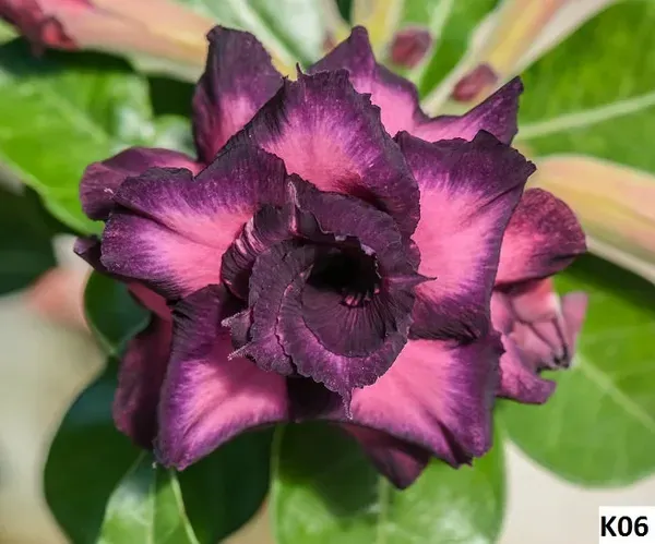 Adenium_Grafted_Flowers_Plant_Pack_Of_4