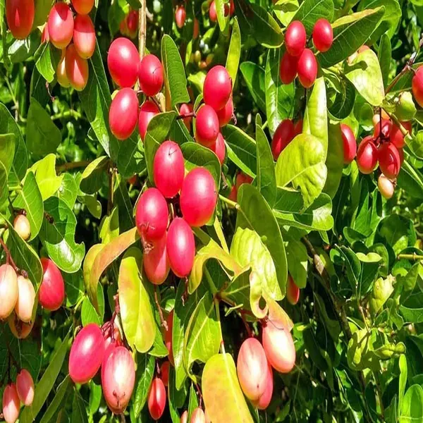 Karonda_Carissa_Carandas_Cherry_Cherries_Fruit_Air_Layering_Grafted_Plant