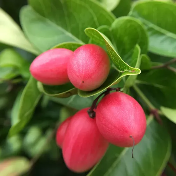 Karonda_Carissa_Carandas_Cherry_Cherries_Fruit_Air_Layering_Grafted_Plant