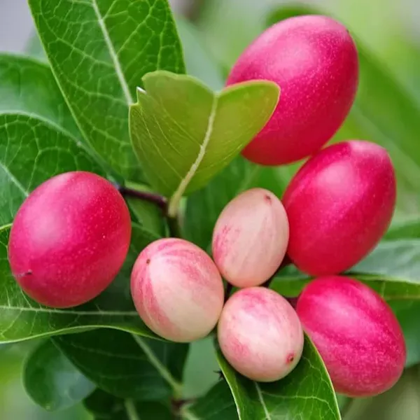 Karonda_Carissa_Carandas_Cherry_Cherries_Fruit_Air_Layering_Grafted_Plant