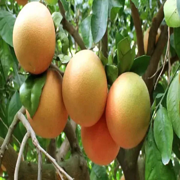 Golden_Honey_Pomelo_Grapefruit_Jambura_Gaint_Chakotra_Batabi_Lebu_Kambili_N