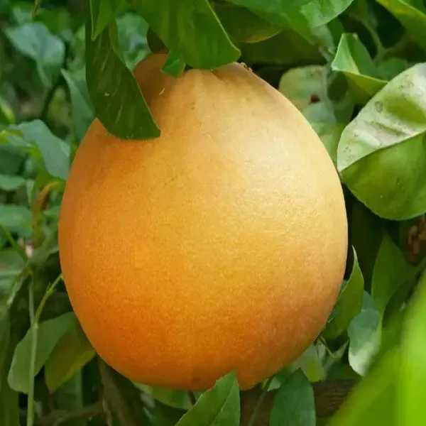 Golden_Honey_Pomelo_Grapefruit_Jambura_Gaint_Chakotra_Batabi_Lebu_Kambili_N