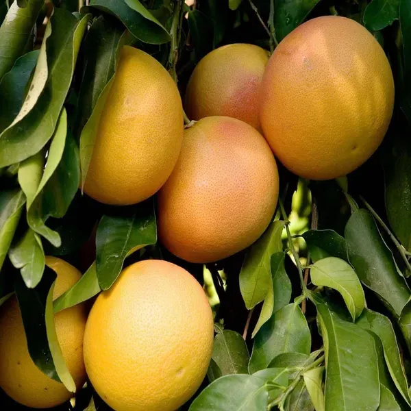 Golden_Honey_Pomelo_Grapefruit_Jambura_Gaint_Chakotra_Batabi_Lebu_Kambili_N