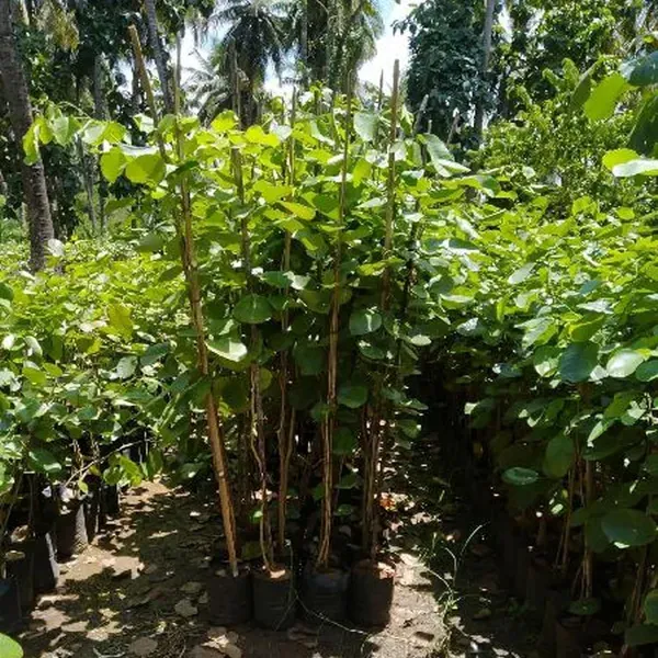Red_Sandalwood_Chandan_Avenue_Plants_Tree_1_5_3_Feet_Size