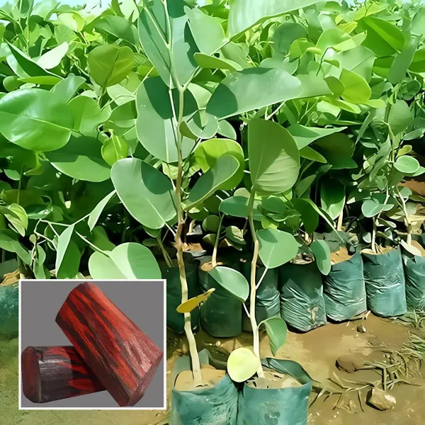 Red_Sandalwood_Chandan_Avenue_Plants_Tree_1_5_3_Feet_Size