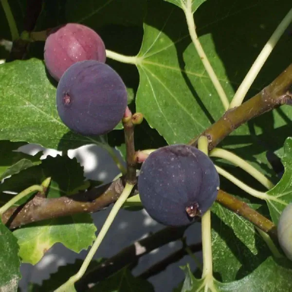 Black_Mission_Anjeer_Fig_Fruit_Air_Layering_Grafted_Plants_Tree_1_2_Fee
