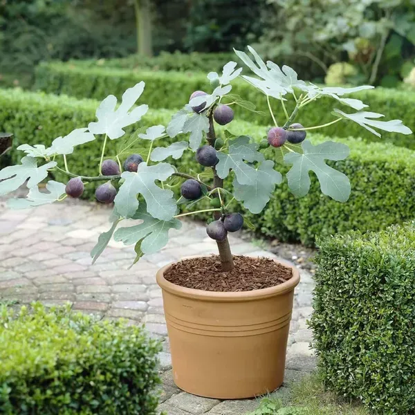 Black_Mission_Anjeer_Fig_Fruit_Air_Layering_Grafted_Plants_Tree_1_2_Fee