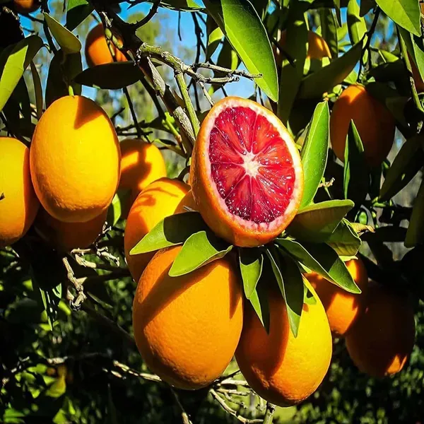Blood_Orange_Grafted_Santra_Fruit_Plants_Tree_1_2_Feet_Size