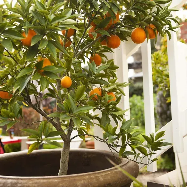 Blood_Orange_Grafted_Santra_Fruit_Plants_Tree_1_2_Feet_Size