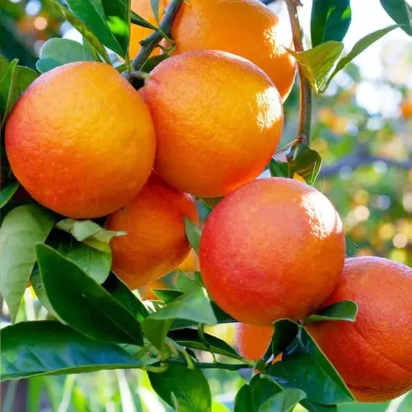 Blood_Orange_Grafted_Santra_Fruit_Plants_Tree_1_2_Feet_Size