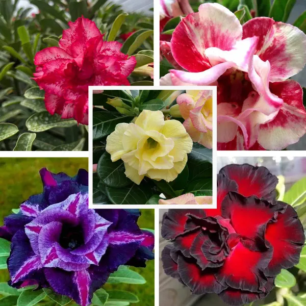 Adenium_Grafted_Flowers_Plant_Pack_Of_5