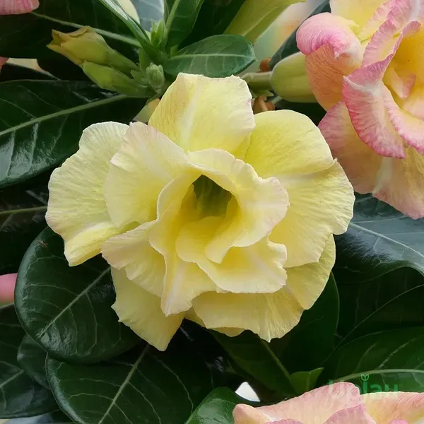 Adenium_Grafted_Flowers_Plant_Pack_Of_5