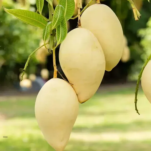 Thai_Nam_Dok_Mai_All_Time_Mango_Grafted_Aam_Fruit_Plants_Tree_1_5_3_Feet